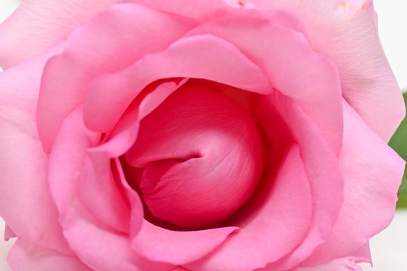 flor rosa en primer plano